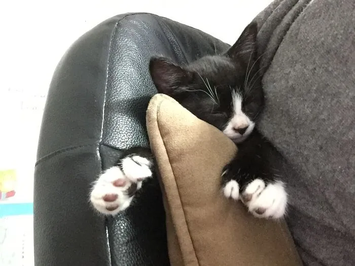 Cats Who Look Exactly How You Feel Right Now