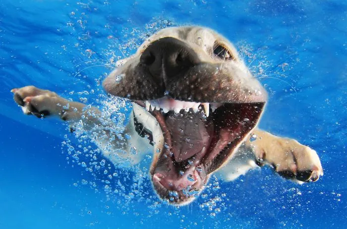 Underwater Dogs!
