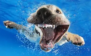 Underwater Dogs!