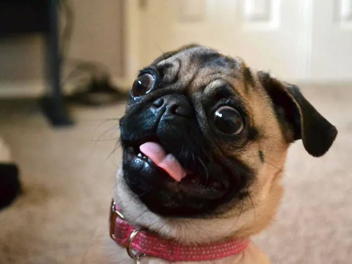 Hilariously Derpy Dogs