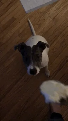 My Puppy's Snack