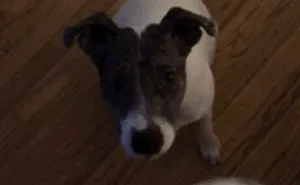 My Puppy's Snack