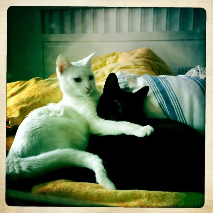 Frida And Odin