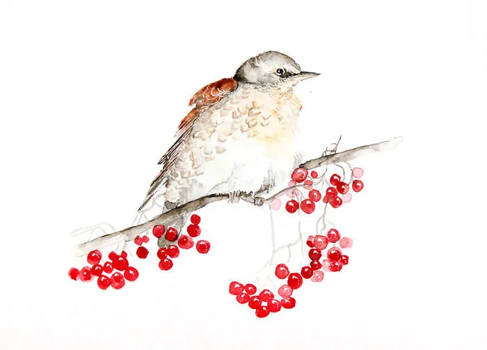 Fieldfare