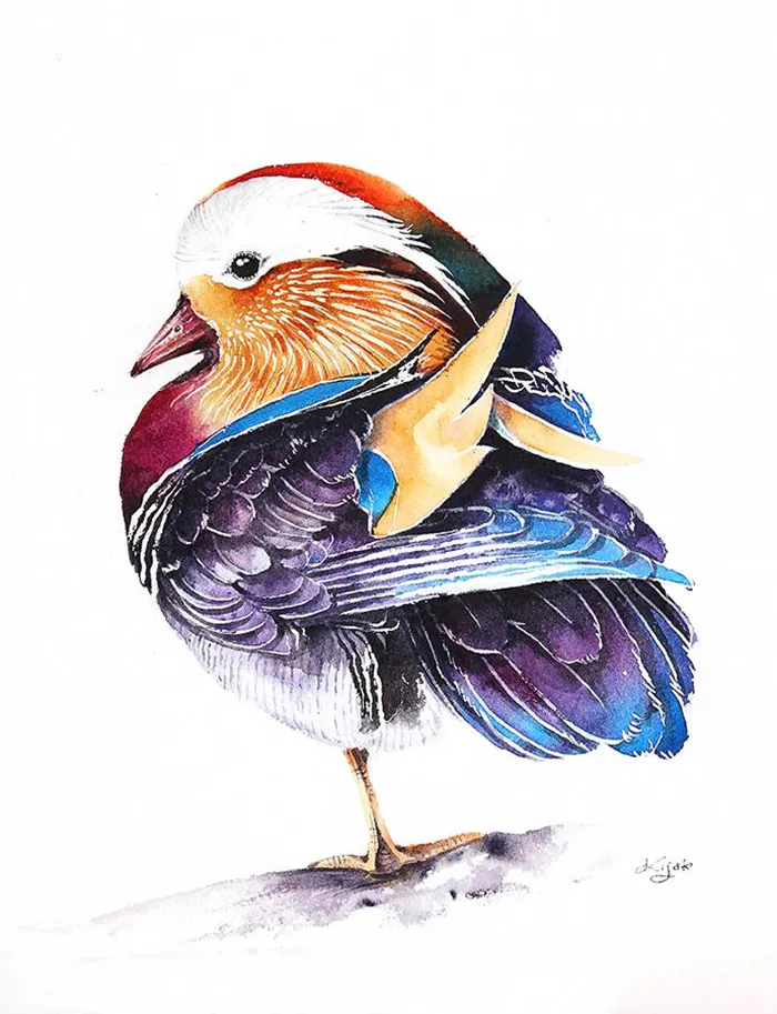 Mandarin Duck