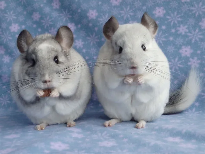 We Work For Treats.
