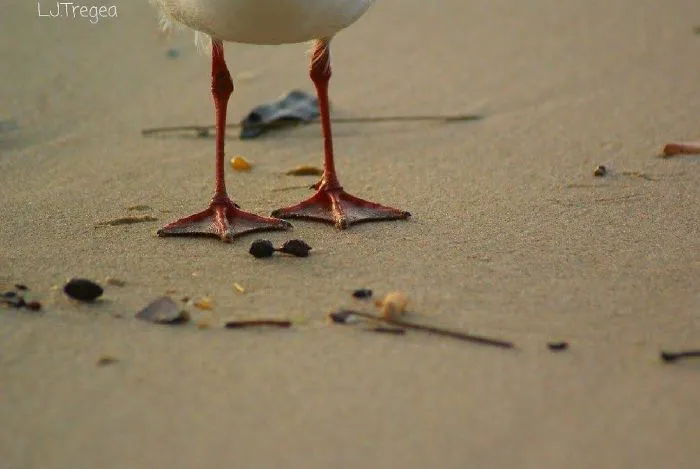 Live Your Own Life
