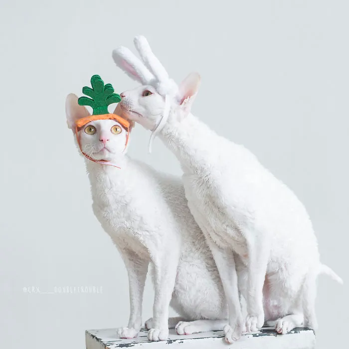 Meet The Cutest Trouble Makers In Finland With Curls And Rabbit Ears