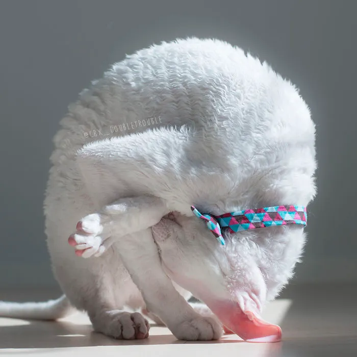 Meet The Cutest Trouble Makers In Finland With Curls And Rabbit Ears