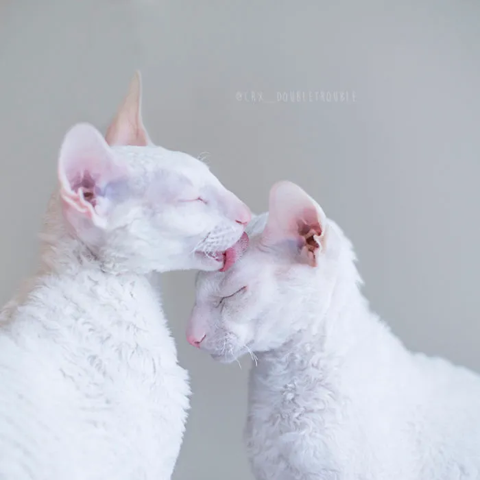 Meet The Cutest Trouble Makers In Finland With Curls And Rabbit Ears