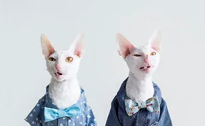 Meet The Cutest Trouble Makers In Finland With Curls And Rabbit Ears