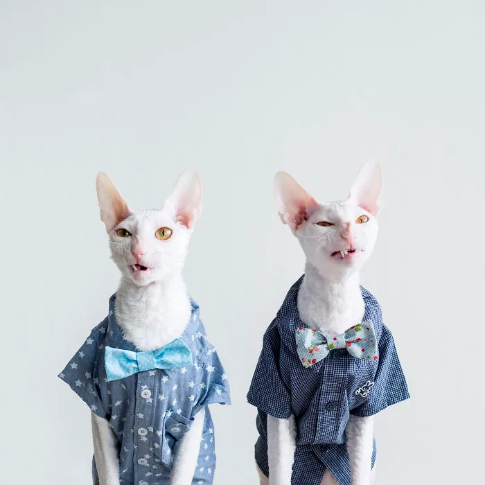 Meet The Cutest Trouble Makers In Finland With Curls And Rabbit Ears