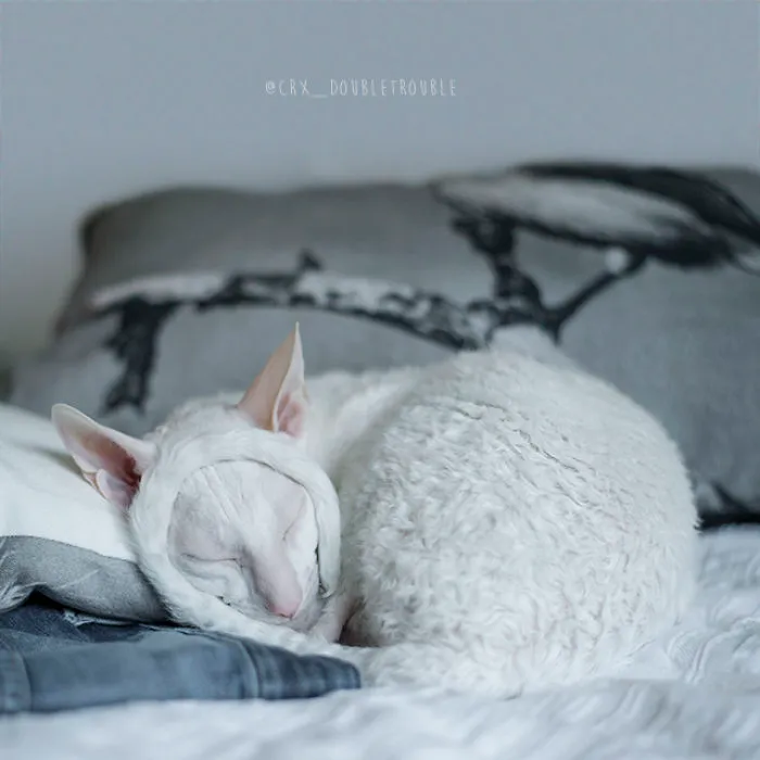 Meet The Cutest Trouble Makers In Finland With Curls And Rabbit Ears