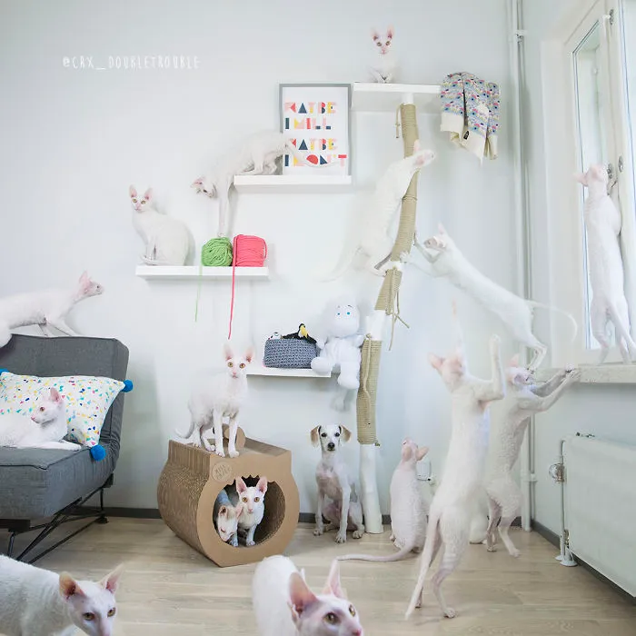 Meet The Cutest Trouble Makers In Finland With Curls And Rabbit Ears