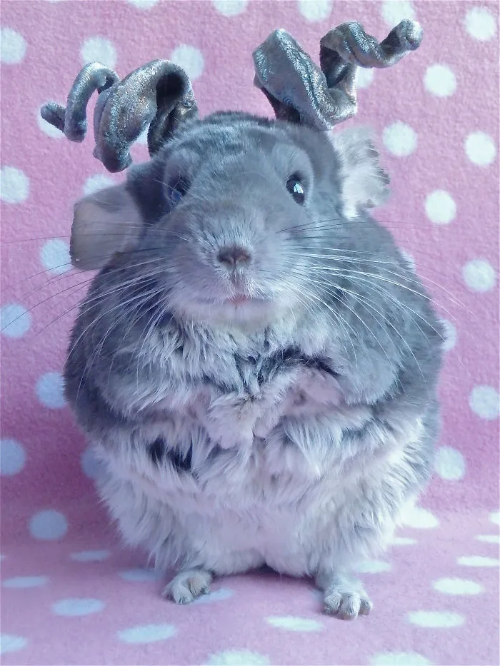 Got The Horns.