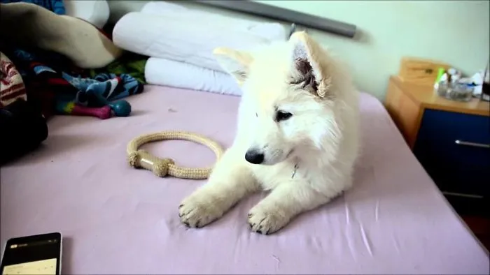 My White Swiss Shepherd Puppy And The Jingle Bells Song