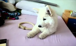 My White Swiss Shepherd Puppy And The Jingle Bells Song