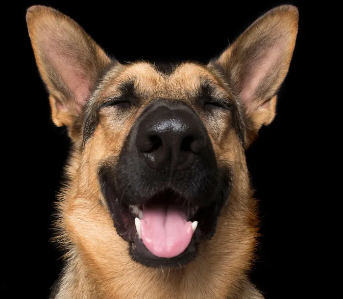 Zen Dogs: Photographer Captures Chilled Canines Who Have Reached A State Of Bliss
