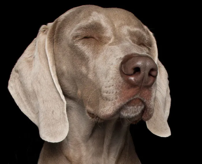 Zen Dogs: Photographer Captures Chilled Canines Who Have Reached A State Of Bliss