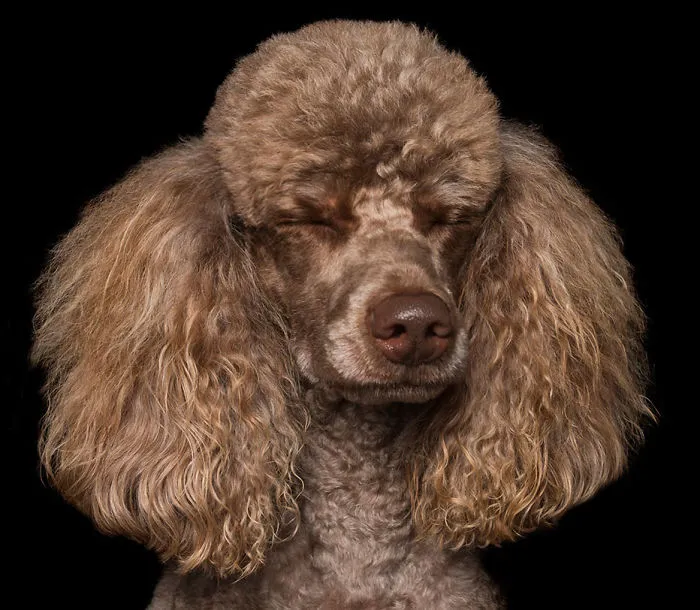 Zen Dogs: Photographer Captures Chilled Canines Who Have Reached A State Of Bliss