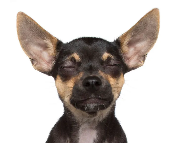 Zen Dogs: Photographer Captures Chilled Canines Who Have Reached A State Of Bliss