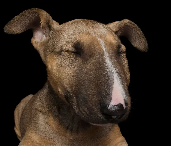 Zen Dogs: Photographer Captures Chilled Canines Who Have Reached A State Of Bliss