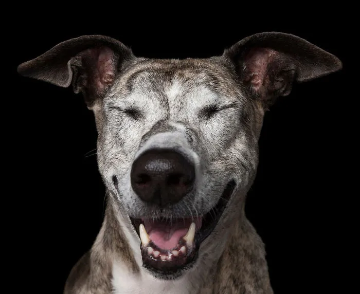 Zen Dogs: Photographer Captures Chilled Canines Who Have Reached A State Of Bliss