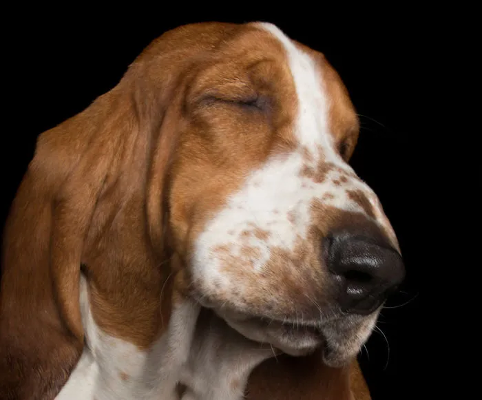 Zen Dogs: Photographer Captures Chilled Canines Who Have Reached A State Of Bliss