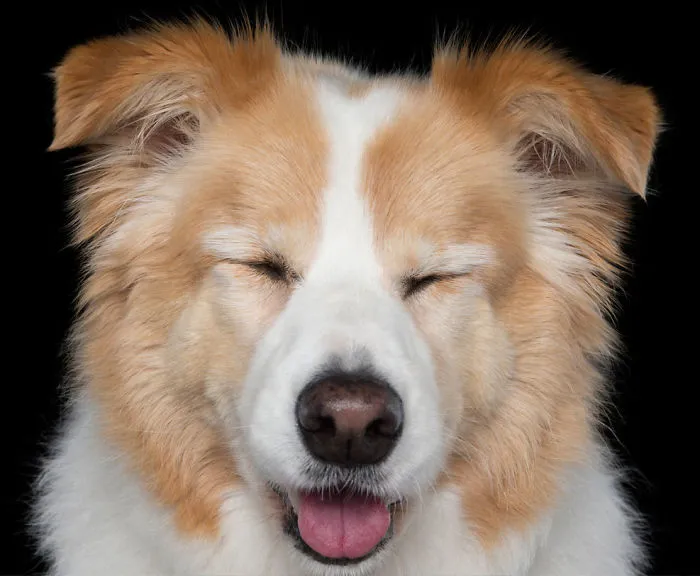 Zen Dogs: Photographer Captures Chilled Canines Who Have Reached A State Of Bliss