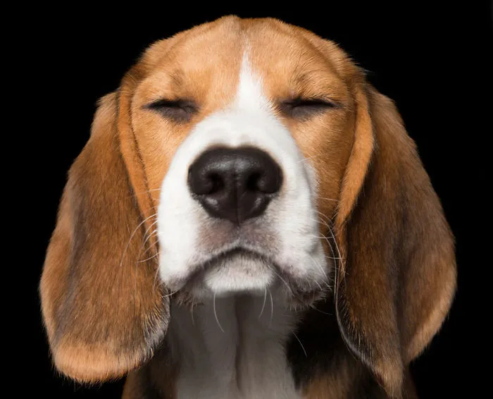 Zen Dogs: Photographer Captures Chilled Canines Who Have Reached A State Of Bliss