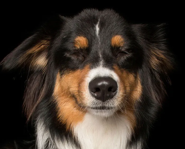 Zen Dogs: Photographer Captures Chilled Canines Who Have Reached A State Of Bliss