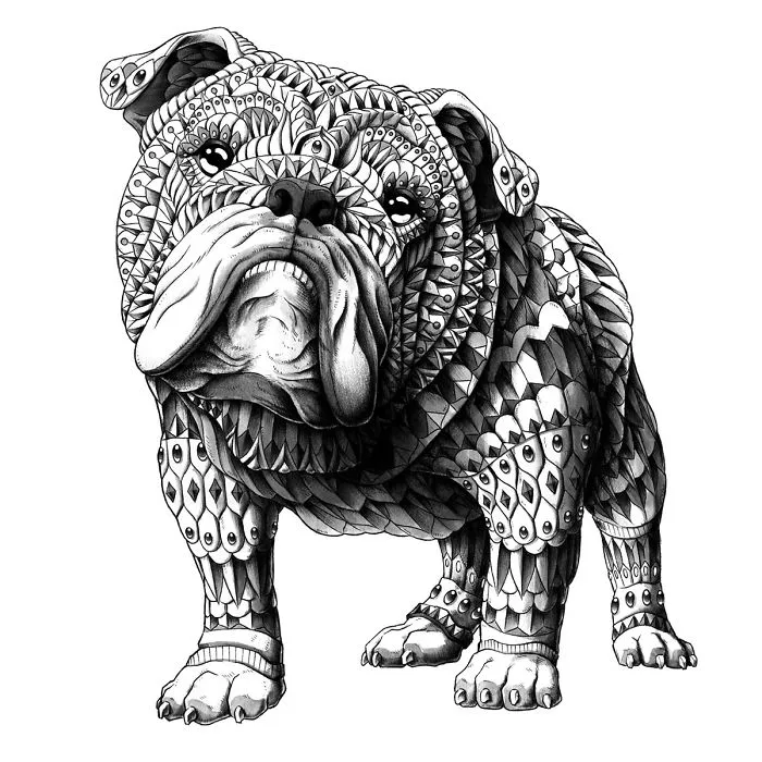 English Bulldog