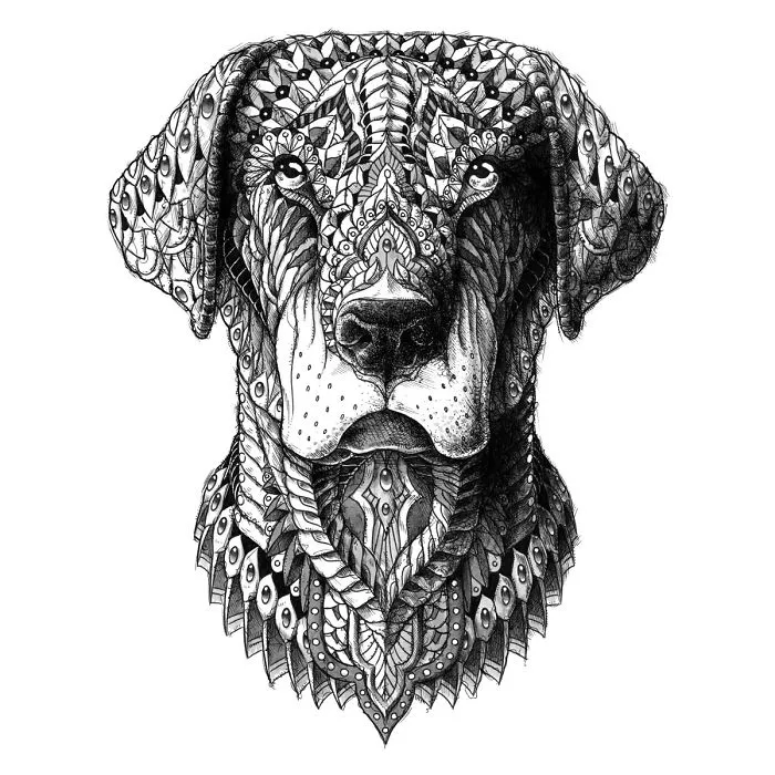 Labrador