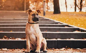 Adorable Dog And Polish Golden Autumn