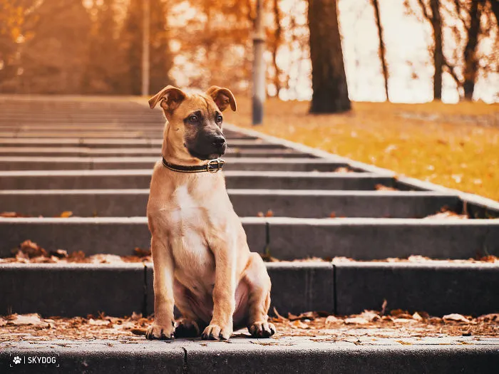 Adorable Dog And Polish Golden Autumn