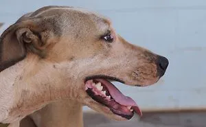 Deadly Dogs!