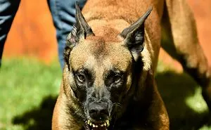 Man's Best Guardian: Prevent Victimization, Create An Unbreakable Bond, Join The Guard Game