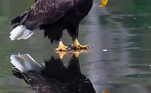 Eagle