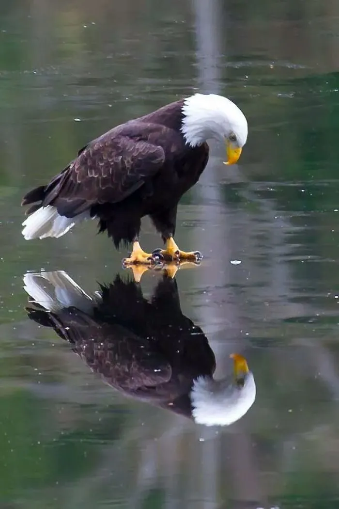 Eagle
