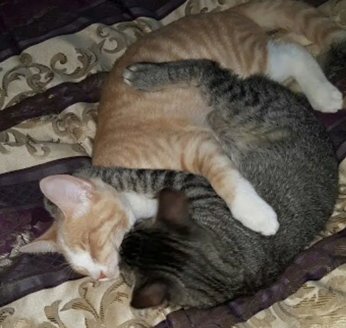 Brother's Forever