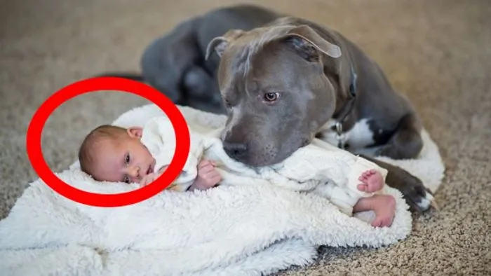 He Warned His Wife's Pit Bull Would Harm His Newborn She Didn't Listen Then This Happened!