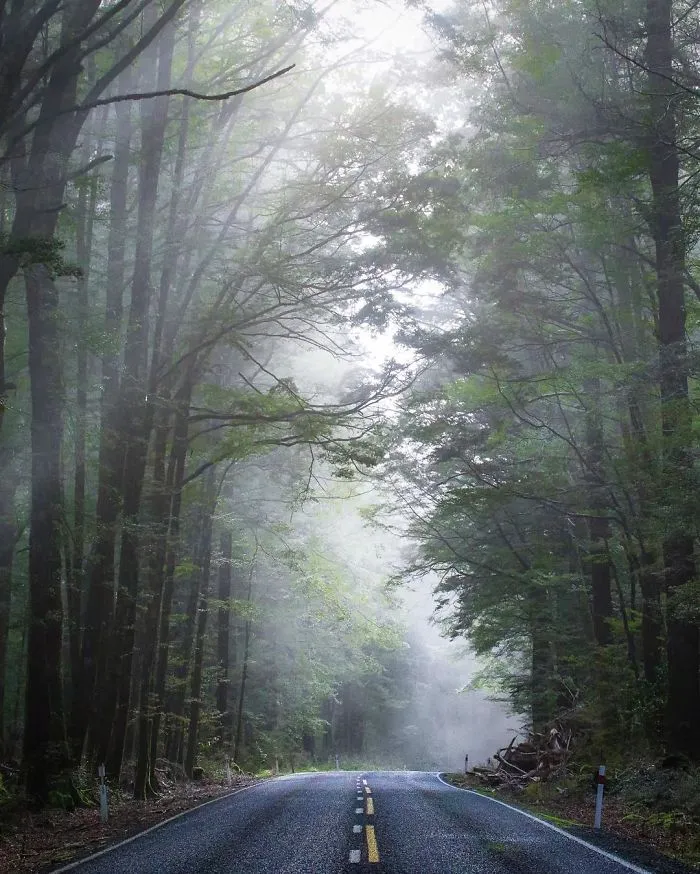 Misty Roads To Milford Sound