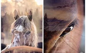 Unique Horse Portraits