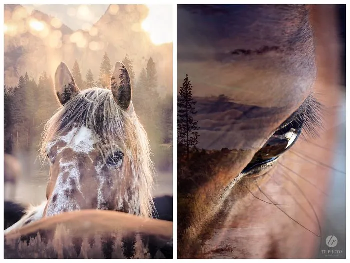 Unique Horse Portraits