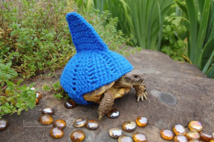 Have A Shark-Tortoise
