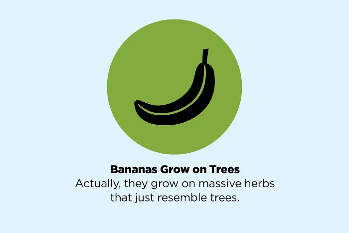 These 50 Facts You Always Believed Are Actually Fake