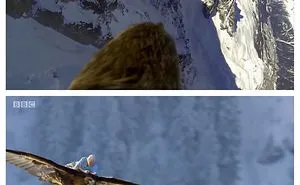 David Attenborough Gets The Perfect Shot
