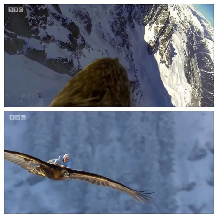 David Attenborough Gets The Perfect Shot