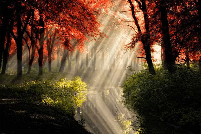 Reflections In The Park
