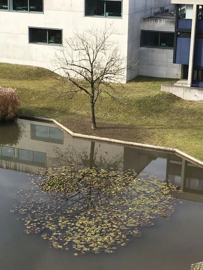 Perfect Tree Reflection